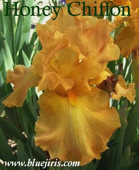 Photo of Tall Bearded Iris (Iris 'Honey Chiffon') uploaded by Calif_Sue