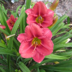 Location: My garden in Northwest Arkansas
Date: 2012-June-05
Rosy Returns growing in 10 hours of full sun.