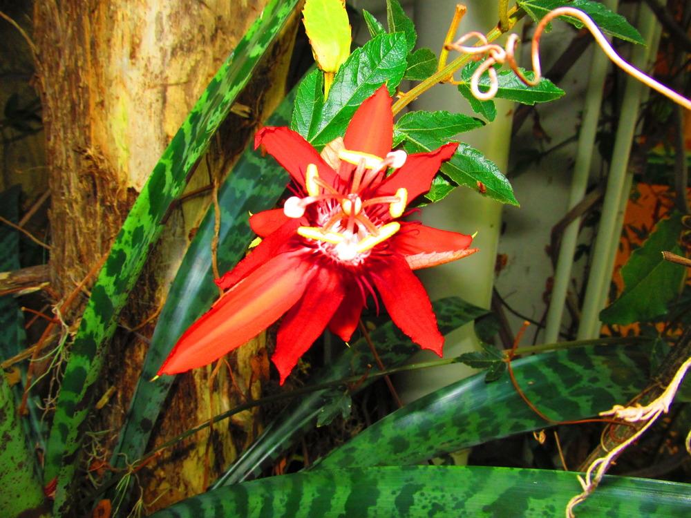 Photo of Red Passion Flower (Passiflora coccinea) uploaded by jmorth