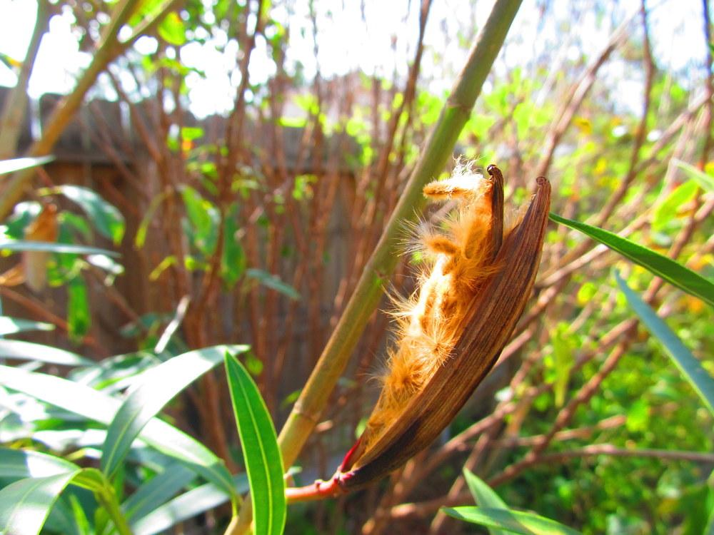 Photo of Oleanders (Nerium oleander) uploaded by jmorth