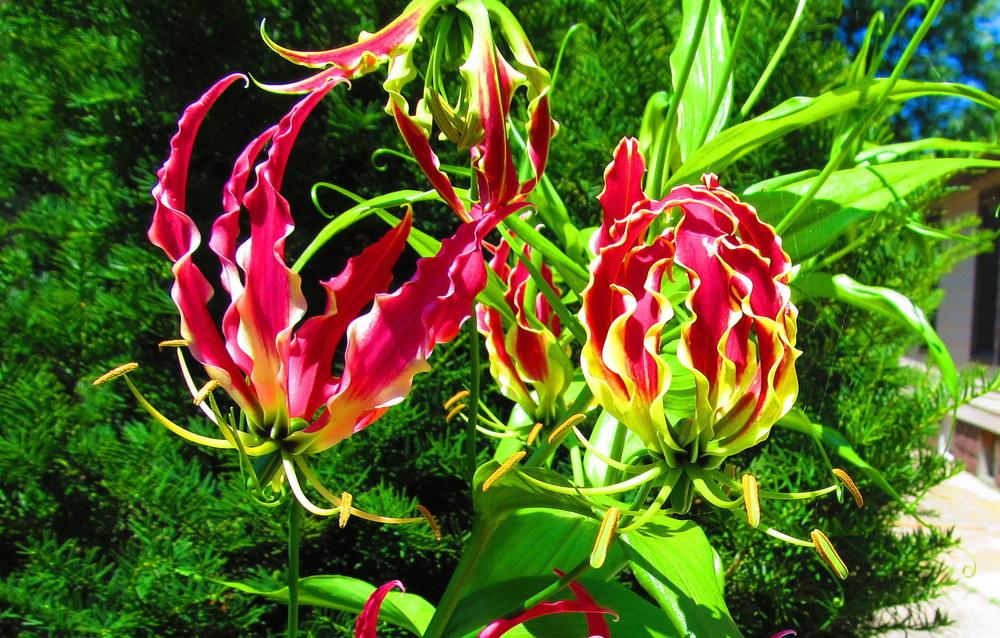 Photo of Flame Lily (Gloriosa) uploaded by jmorth