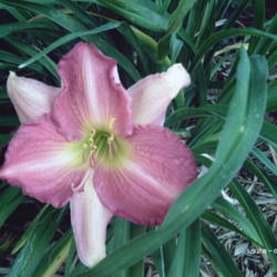 Location: Omaha, Nebraska
Date: June 5, 2012
Large blooms, short scapes.