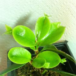 
Date: 2013-03-03
Flush of tender new growth on a rooted cutting