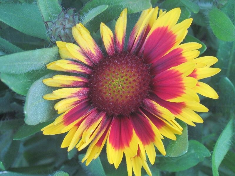 Photo of Blanket Flower (Gaillardia 'Arizona Sun') uploaded by robertduval14