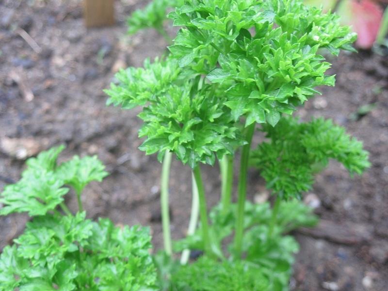 Parsleys Plant Care and Collection of Varieties