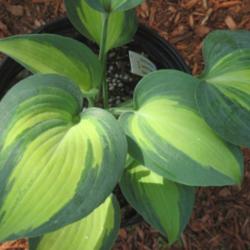 Location: Mason, New Hampshire (zone 5b)
Date: 2012
A new hosta to me tyhisd year (2012) 'Grand Marquee'.