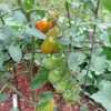 Truss of 'Red Candy'  tomatoes from my 2011 Mason, New Hampshire 