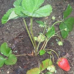 Location: Mason, New Hampshire (zone 5b)
Date: June 2012
One of our 'Allstar' strawberry plants.