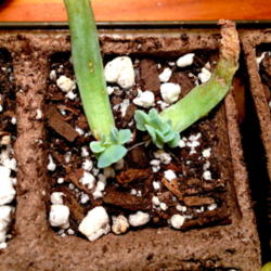 
Date: 2013-03-04
Newly propagated plants