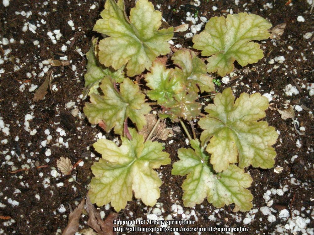 Photo of Coralbells (Heuchera Midas Touch) uploaded by springcolor