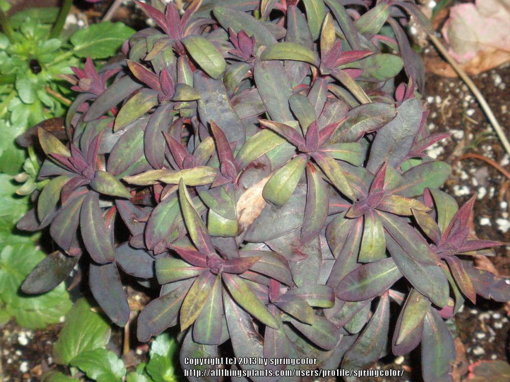 Photo of Euphorbia (Euphorbia x martini Blackbird) uploaded by springcolor