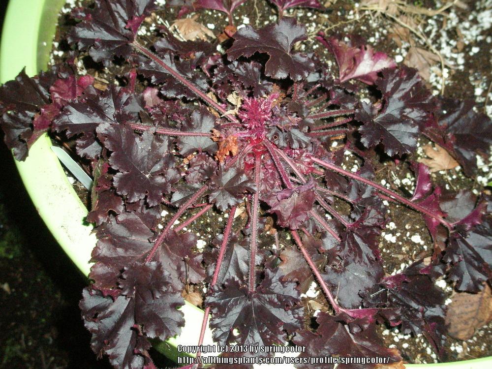 Photo of Coral Bells (Heuchera 'Dark Secret') uploaded by springcolor