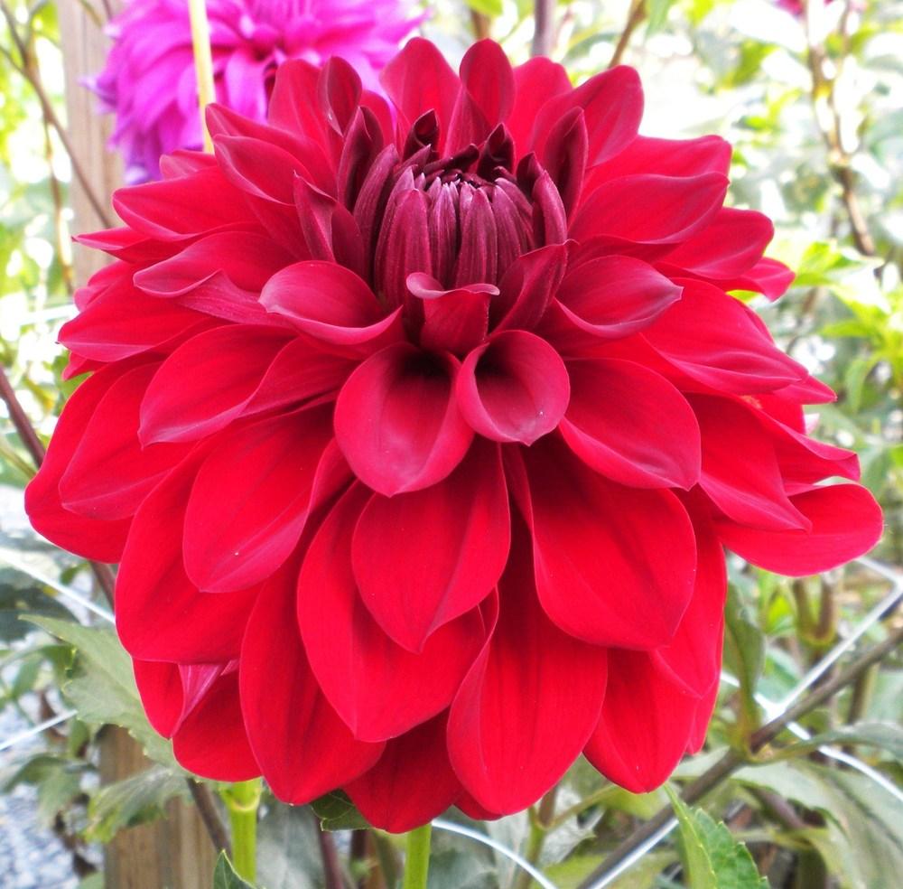Photo of Dahlia 'American Beauty' uploaded by vic