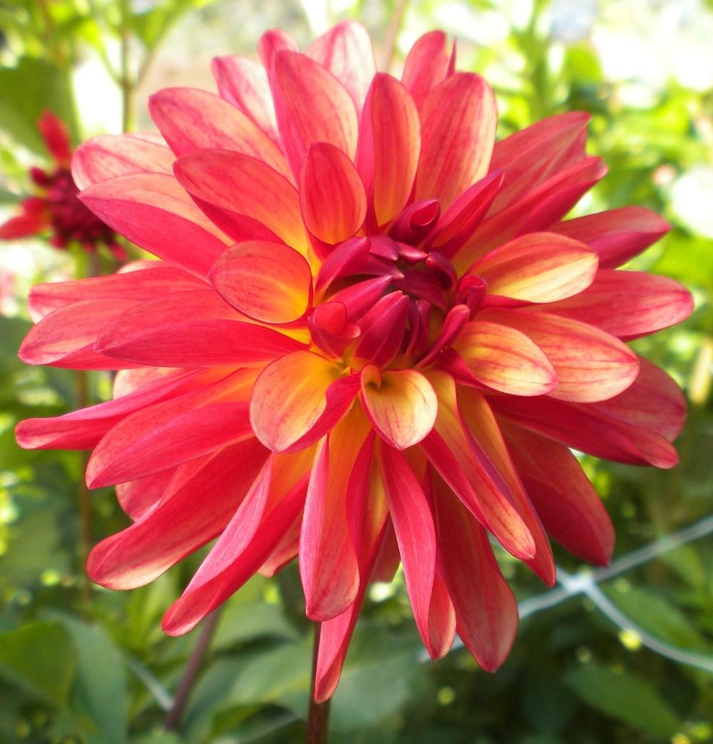 Photo of Formal Decorative (Dahlia 'Crazy Legs') uploaded by vic