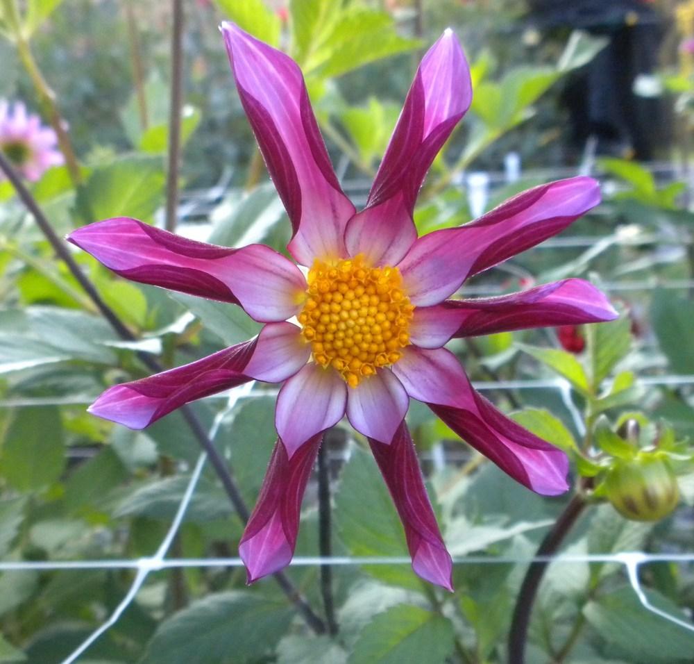 Photo of Dahlia 'Amy's Star' uploaded by vic