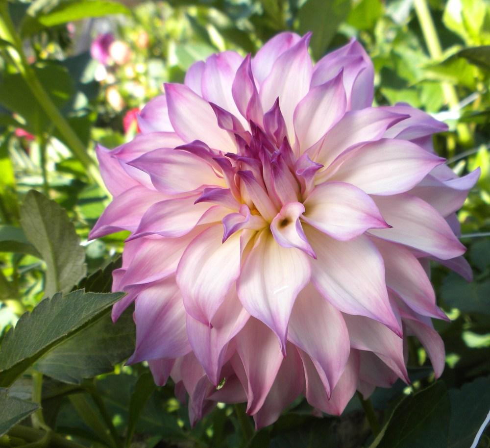 Photo of Dahlia 'Colorado Classic' uploaded by vic