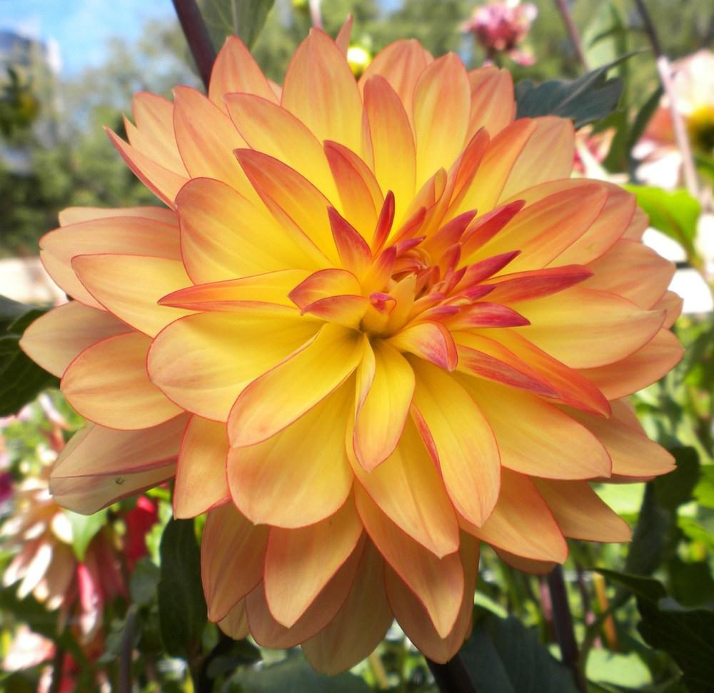 Photo of Waterlily Dahlia (Dahlia 'Keith H') uploaded by vic