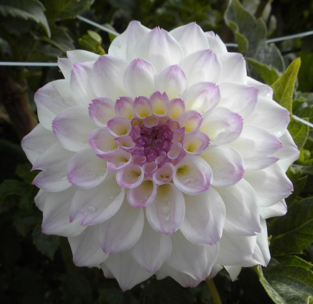 Photo of Dahlia 'Michael C' uploaded by vic