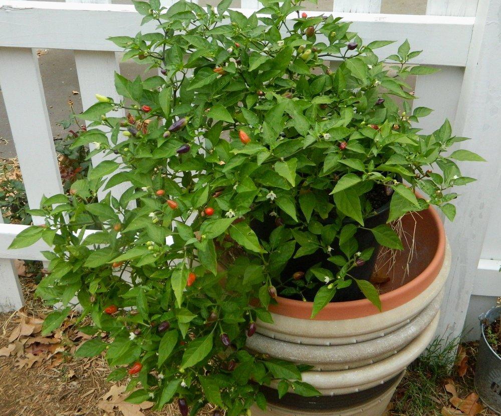 Photo of Ornamental Pepper (Capsicum annuum 'Chinese Five Color') uploaded by wildflowers