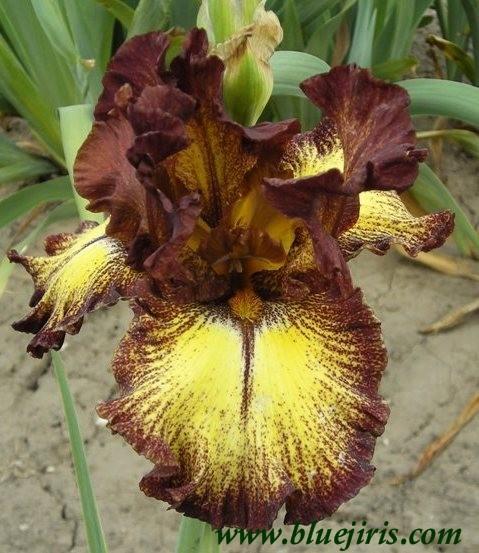Photo of Tall Bearded Iris (Iris 'Hot Chocolate') uploaded by Calif_Sue