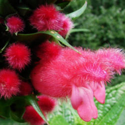 Location: Wilmington, Delaware USA
Date: July 3, 2011
Fuzzy flower bliss of Salvia oxyphora