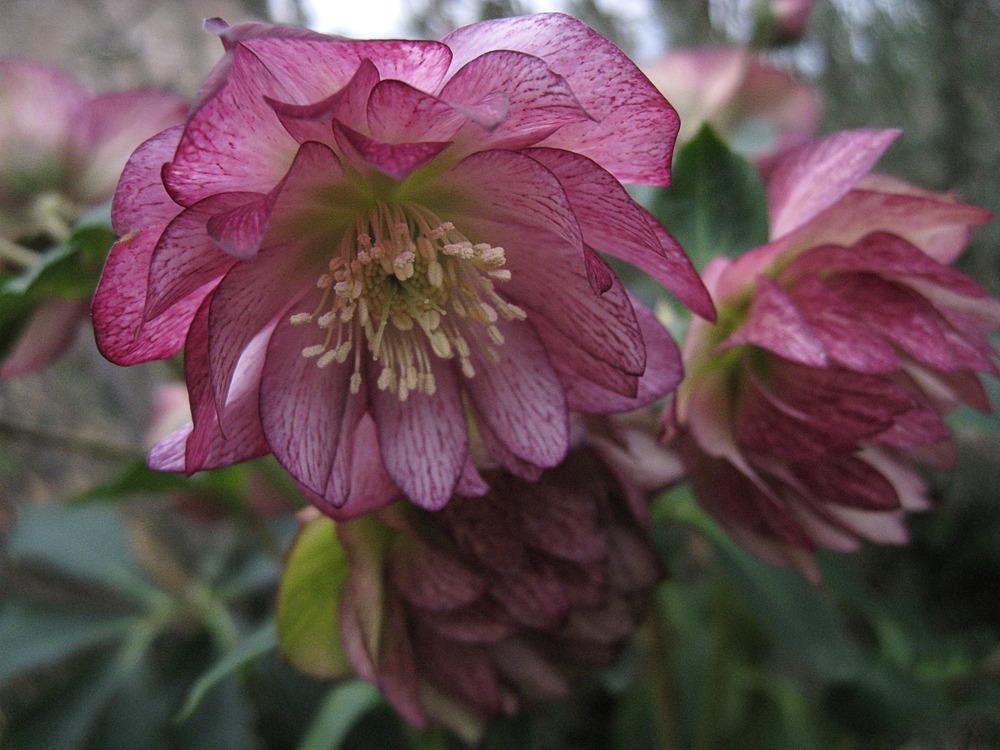 Photo of Double Hellebore (Helleborus Winter Jewels™ Peppermint Ice) uploaded by clintbrown