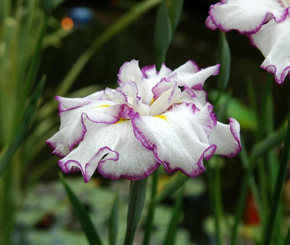 Photo of Japanese Iris (Iris ensata 'Frilled Enchantment') uploaded by lorettalea