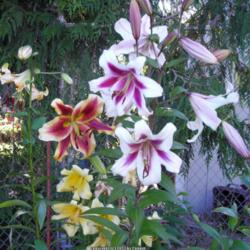 Location: Willamette Valley Oregon
Date: Summer 2006
Orienpet lilies American West and Altari