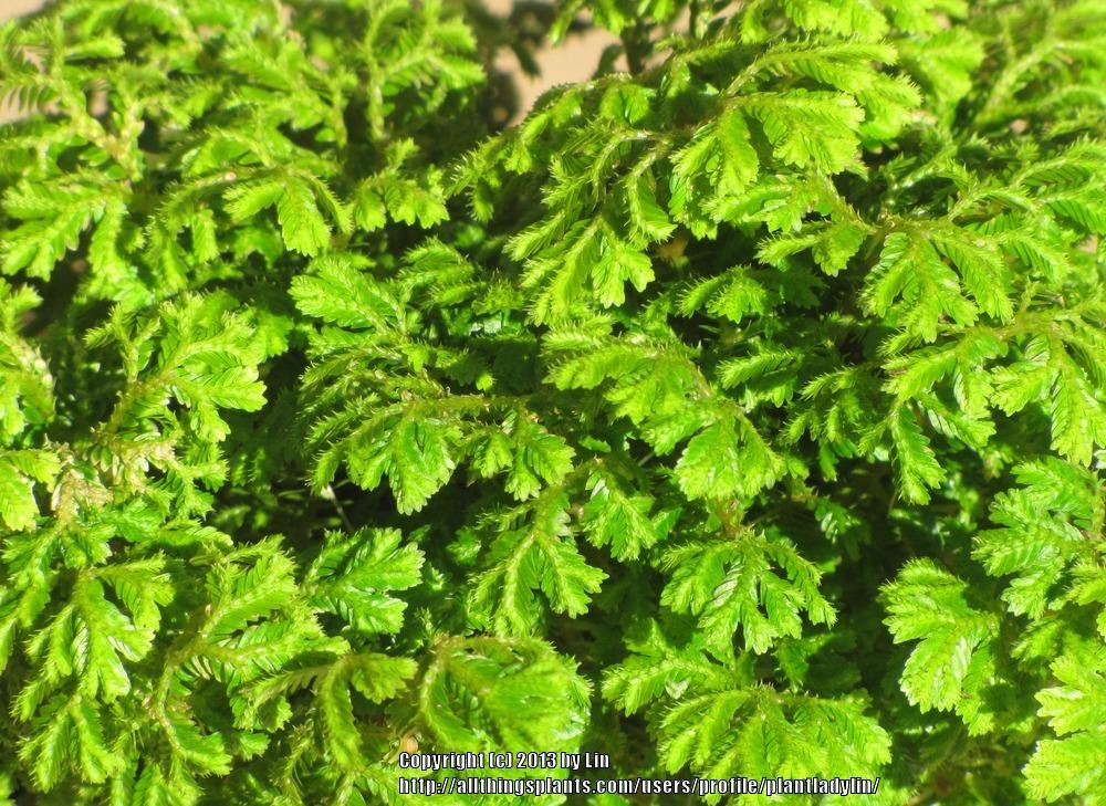 Photo of Golden Club Moss (Selaginella kraussiana) uploaded by plantladylin