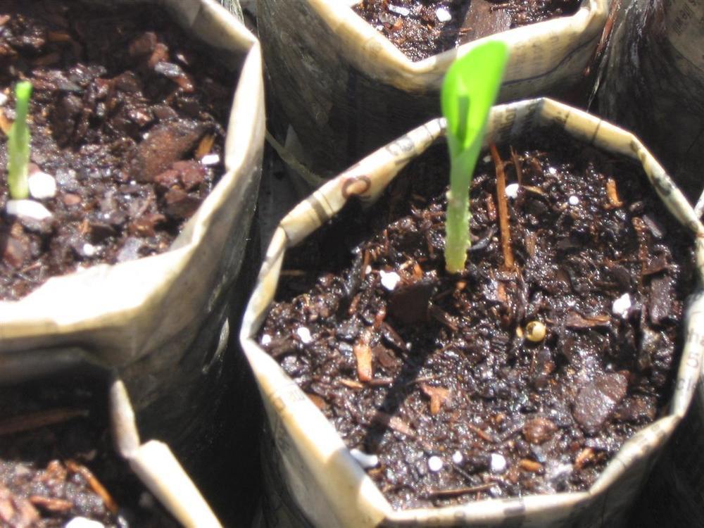 Photo of Sweet Corn (Zea mays subsp. mays 'Golden Bantam Improved') uploaded by saltmarsh