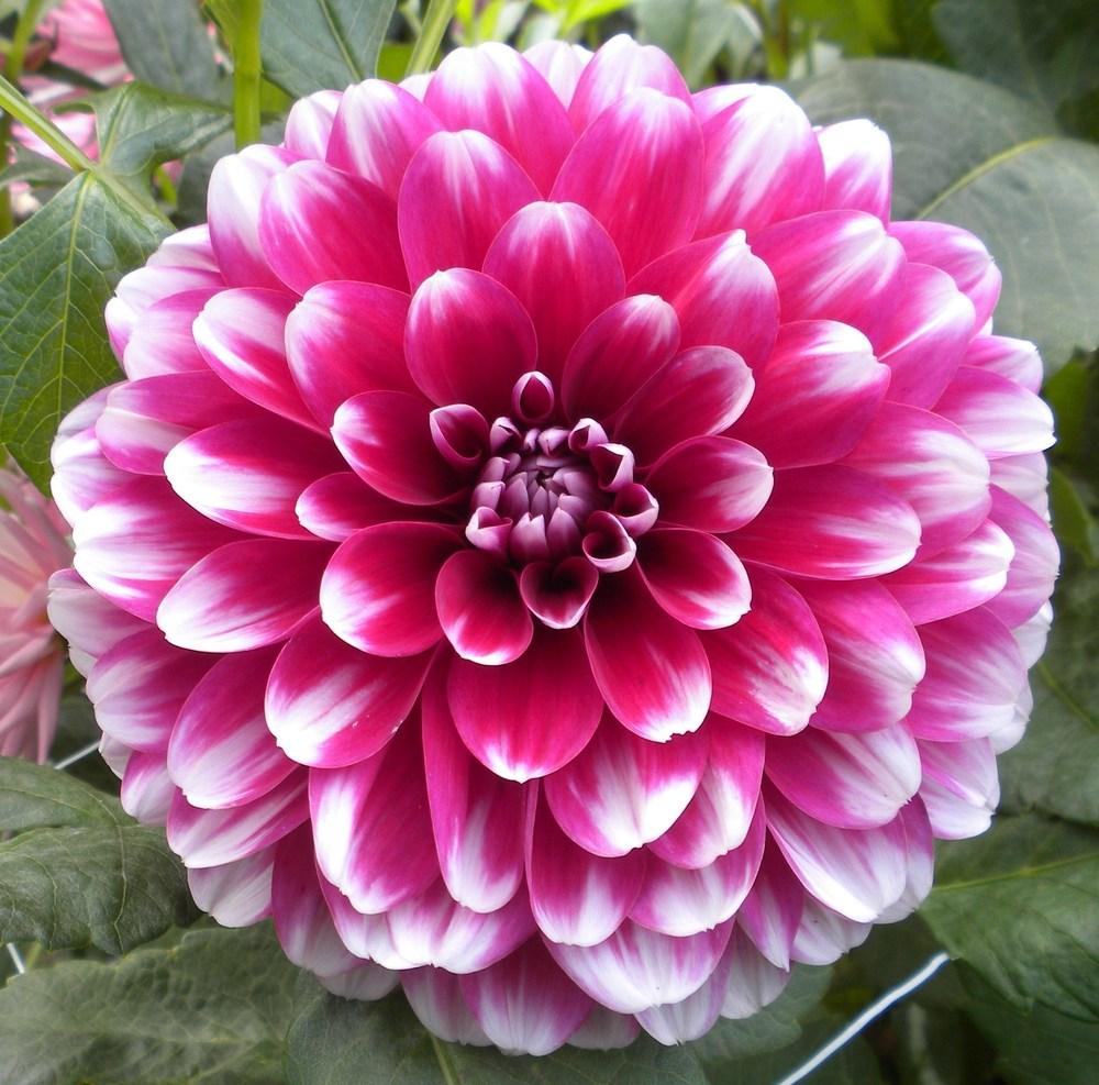 Photo of Dahlia 'Patches' uploaded by vic