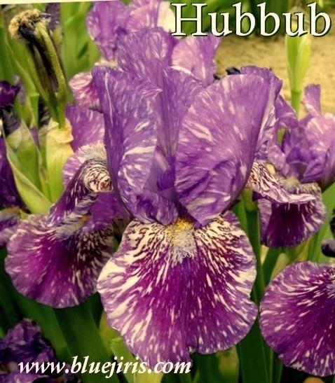 Photo of Intermediate Bearded Iris (Iris 'Hubbub') uploaded by Calif_Sue
