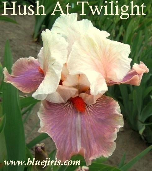 Photo of Tall Bearded Iris (Iris 'Hush at Twilight') uploaded by Calif_Sue