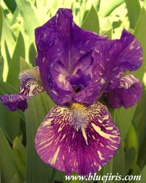 Photo of Intermediate Bearded Iris (Iris 'Hubbub') uploaded by Calif_Sue
