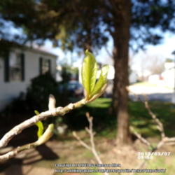 Location: Plano, TX
Date: 2013-03-07
New leaves