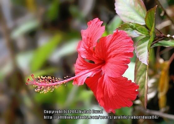 Photo of Tropical Hibiscus (Hibiscus rosa-sinensis 'Andersonii') uploaded by robertduval14