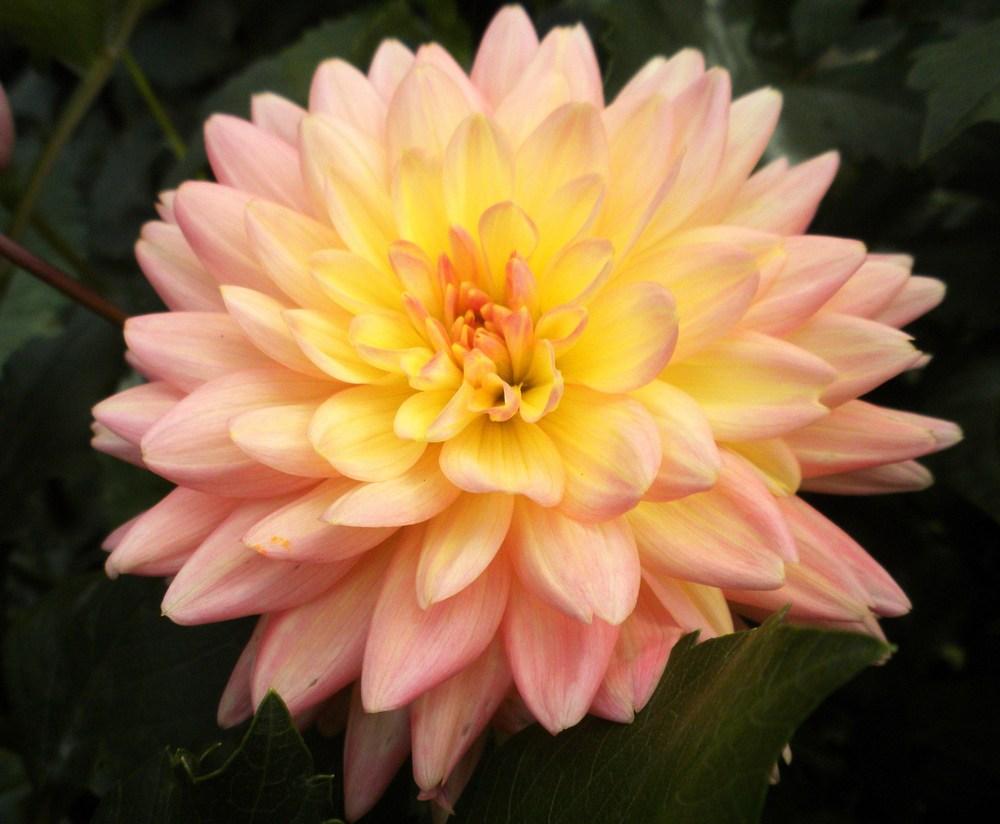 Photo of Dahlia 'Summer's End' uploaded by vic