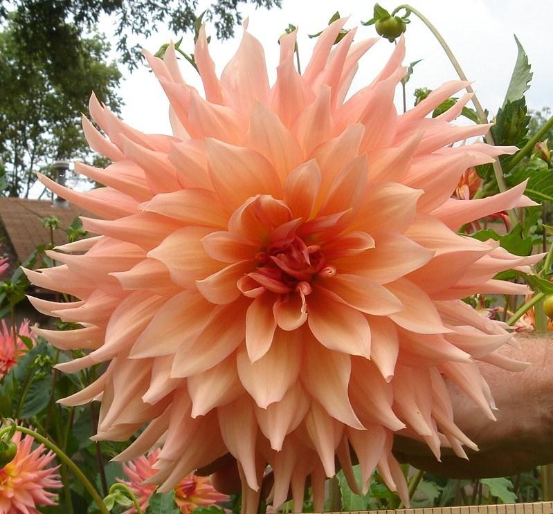 Photo of Dahlia 'Surprise' uploaded by vic