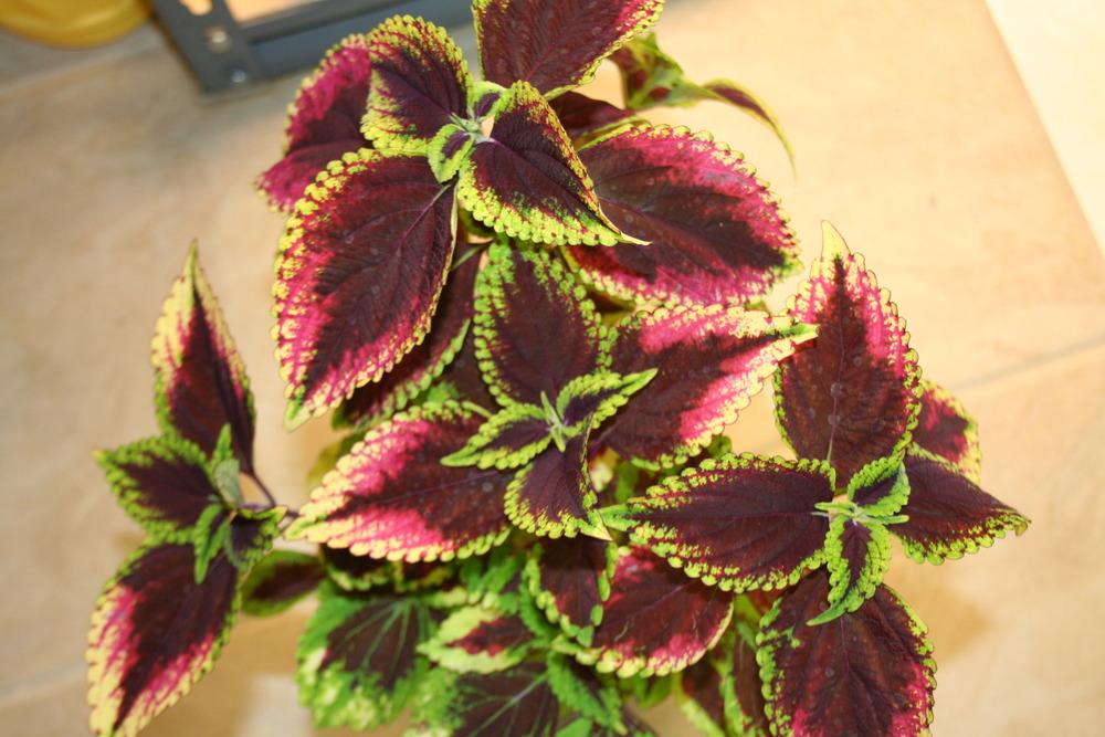 Photo of Coleus (Coleus scutellarioides 'Beckwith's Gem') uploaded by 4susiesjoy