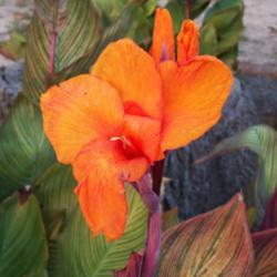 Location: My garden in northeast Texas
Date: 2012-08-21
The orange flowers are the perfect foil for the multicolored foli