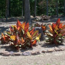 Location: My garden in northeast Texas
Date: 2012-04-18
Tropicanna canna thriving on the northeast side of our house.