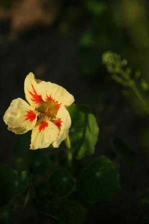 Photo of Dwarf Nasturtium (Tropaeolum majus 'Peach Melba') uploaded by vic