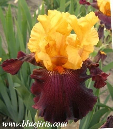Photo of Tall Bearded Iris (Iris 'Idol') uploaded by Calif_Sue