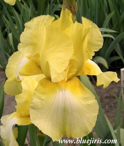 Photo of Tall Bearded Iris (Iris 'Iced Sunshine') uploaded by Calif_Sue