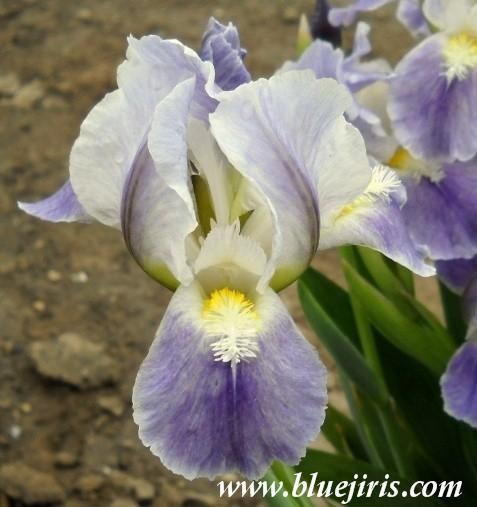 Photo of Standard Dwarf Bearded Iris (Iris 'Ice Etching') uploaded by Calif_Sue