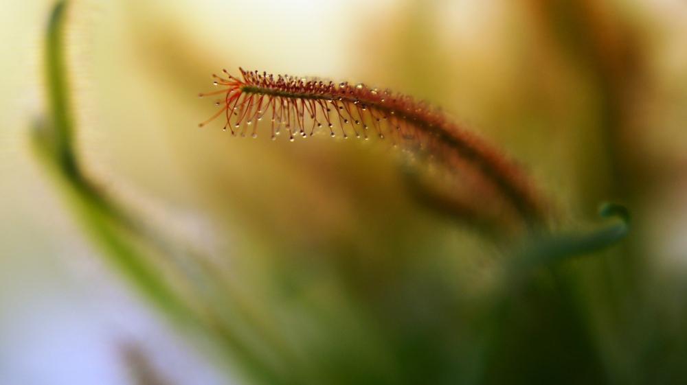Photo of Cape Sundew (Drosera capensis) uploaded by Gerris2