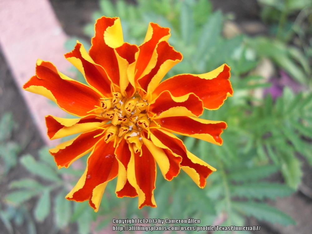 Photo of African Marigold (Tagetes erecta) uploaded by TexasPlumeria87