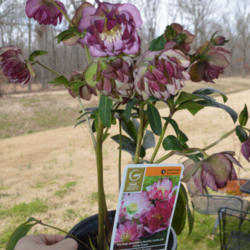 Location: Medina, TN
Date: 2013-03-09
Double Hellebore Winter Jewels™ 'Peppermint Ice - Entire Plant