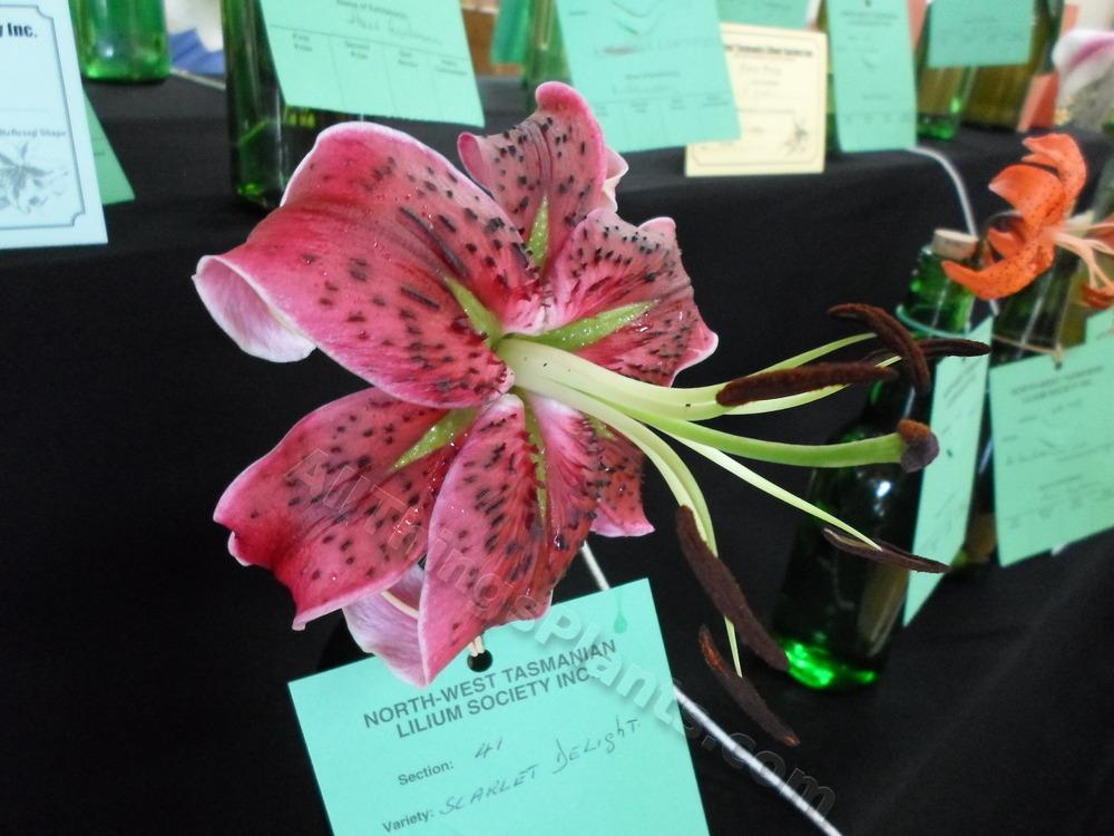 Photo of Lily (Lilium 'Scarlet Delight') uploaded by dellac