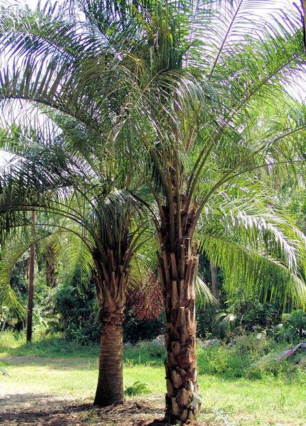 Photo of Mule Palm (XButyagrus nabonnandii) uploaded by eriktampabay
